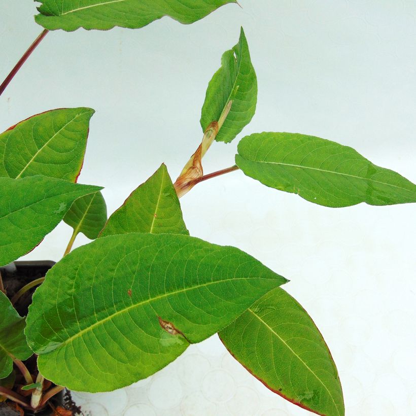 Persicaria amplexicaulis Fat Domino - Mountain Fleece (Foliage)