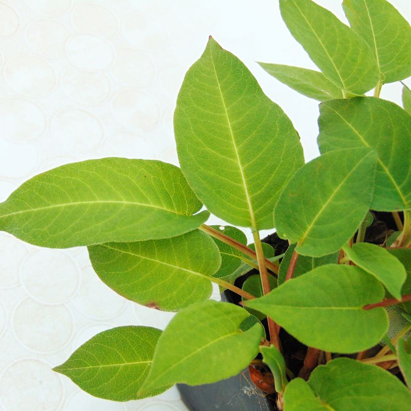 Persicaria amplexicaulis Inverleith - Mountain Fleece (Foliage)