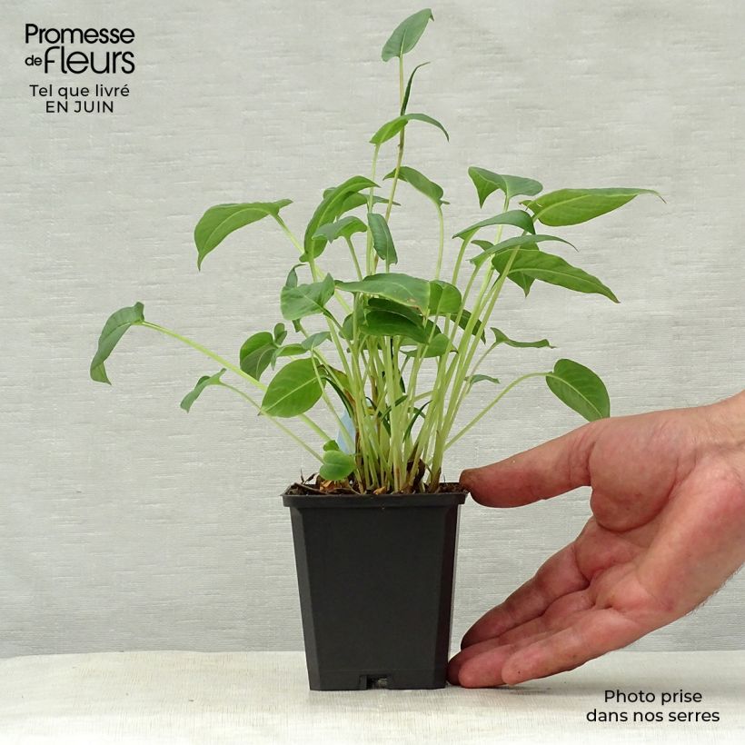 Persicaria amplexicaulis Inverleith - Mountain Fleece 8/9 cm pot sample as delivered in summer