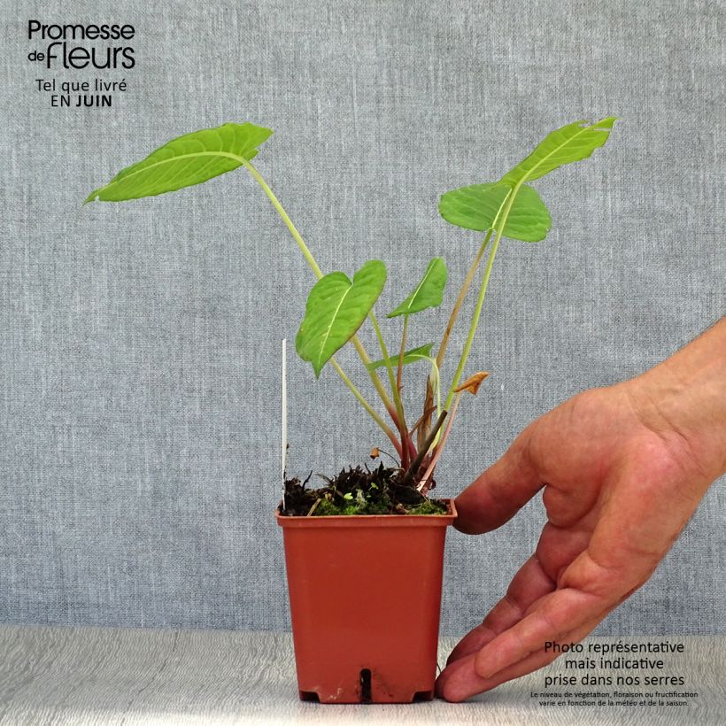 Persicaria amplexicaulis JS Caliente - Mountain Fleece 8/9 cm pot sample as delivered in summer