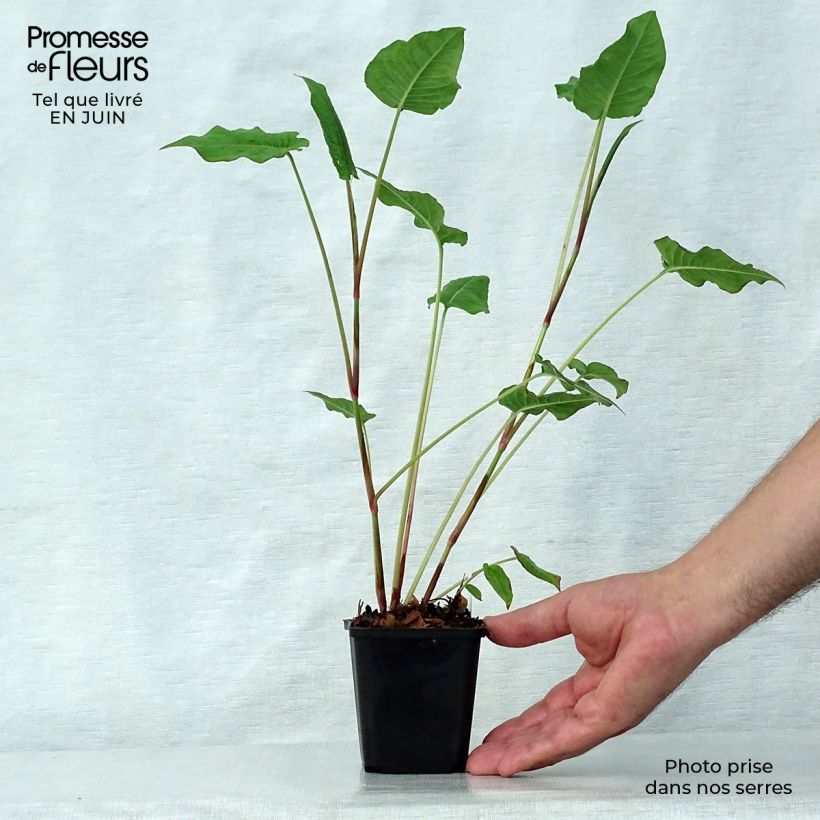 Persicaria amplexicaulis JS Delgado Macho - Mountain Fleece 8/9 cm pot sample as delivered in summer