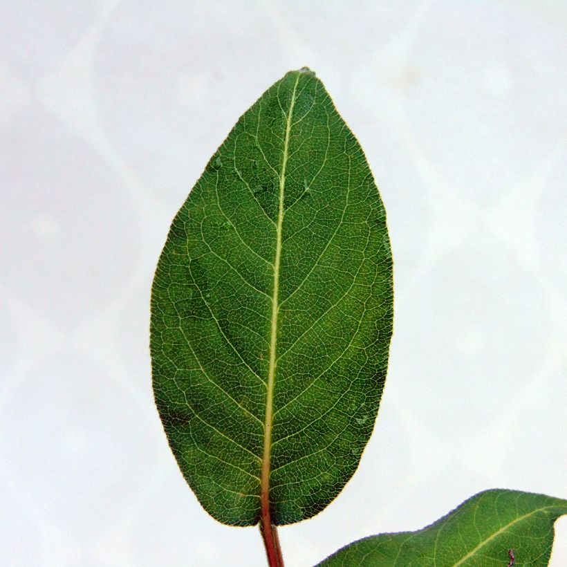 Persicaria amplexicaulis Orange Field - Mountain Fleece (Foliage)