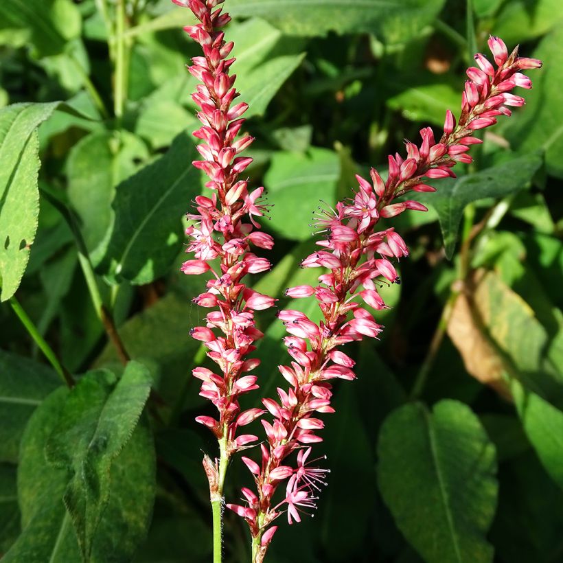 Persicaria amplexicaulis Orange Field - Mountain Fleece (Flowering)