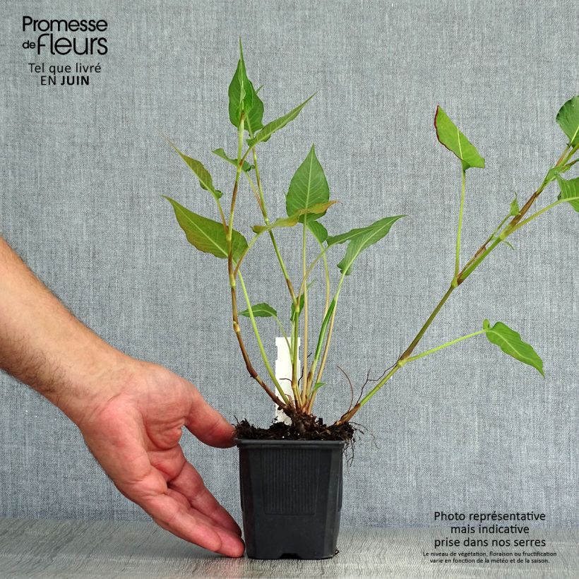 Persicaria amplexicaulis Orange Field - Mountain Fleece 7/8 cm pot sample as delivered in summer
