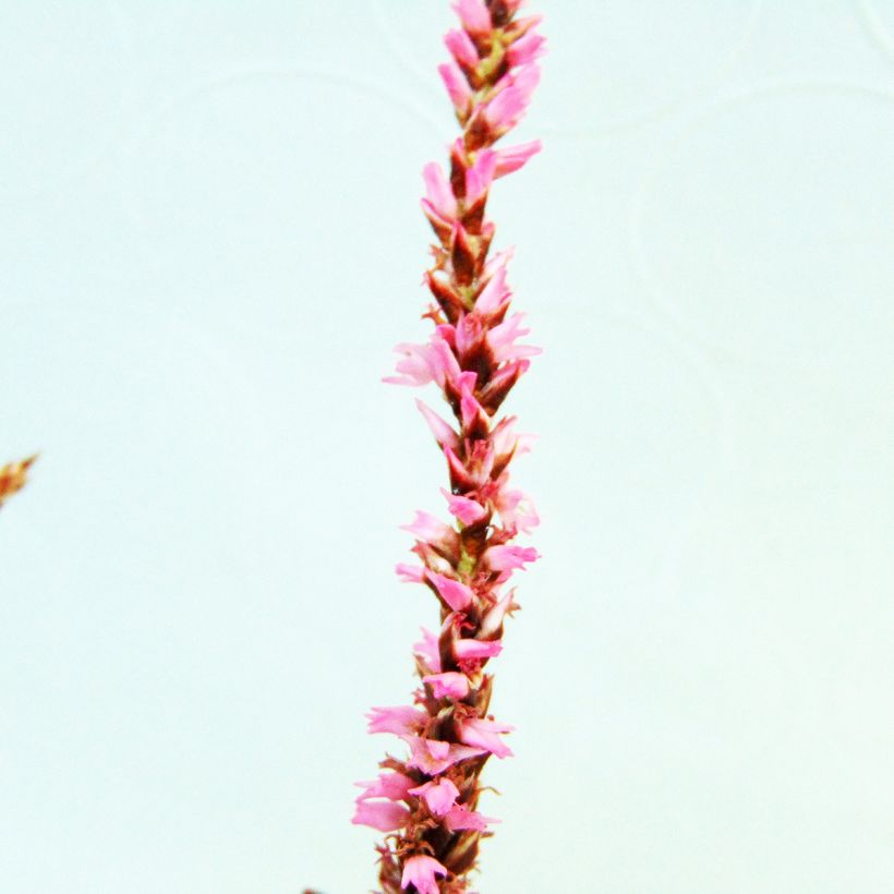 Persicaria amplexicaulis Pink Elephant - Mountain Fleece (Flowering)