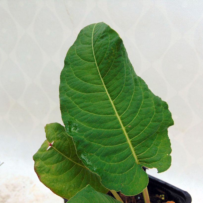 Persicaria amplexicaulis Rosea - Mountain Fleece (Foliage)