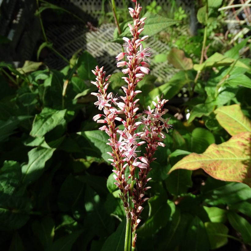 Persicaria amplexicaulis Rosea - Mountain Fleece (Flowering)