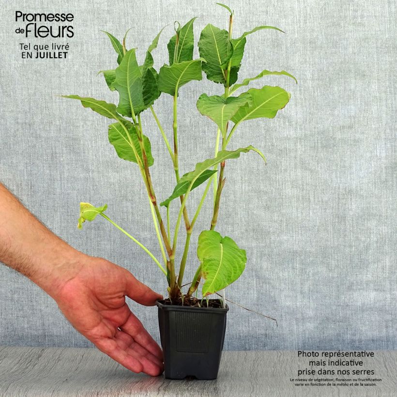 Persicaria amplexicaulis Rosea - Mountain Fleece 8/9 cm pot sample as delivered in summer