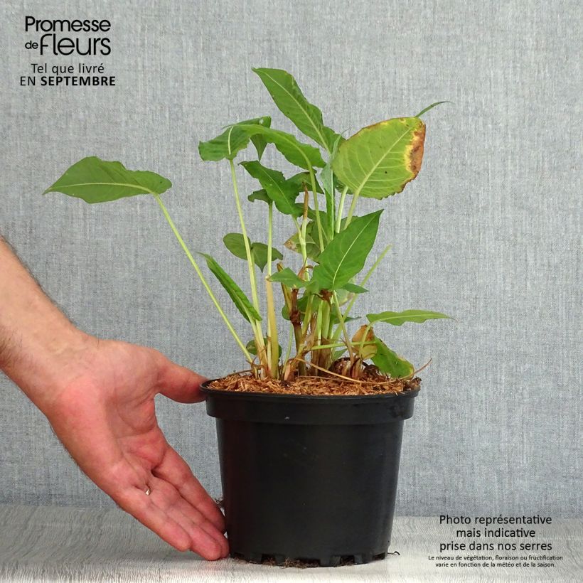 Persicaria amplexicaulis Rosea - Mountain Fleece 2L/3L pot sample as delivered in summer