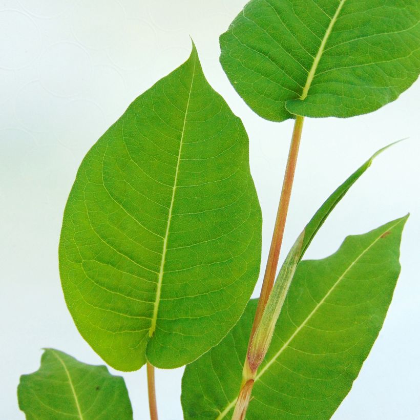 Persicaria amplexicaulis Taurus - Mountain Fleece (Foliage)