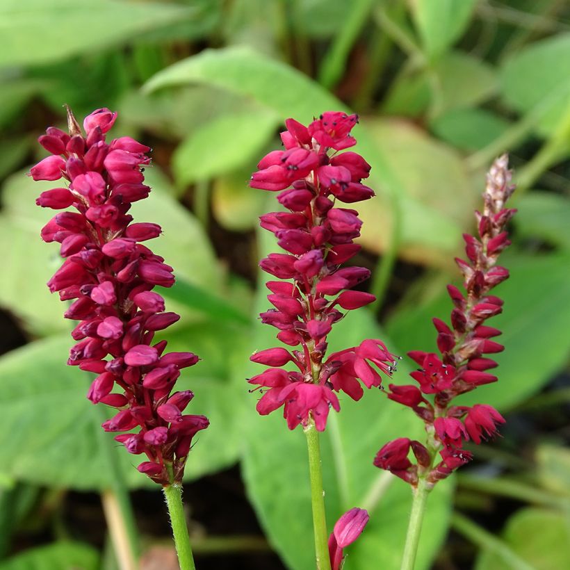 Persicaria amplexicaulis Taurus - Mountain Fleece (Flowering)