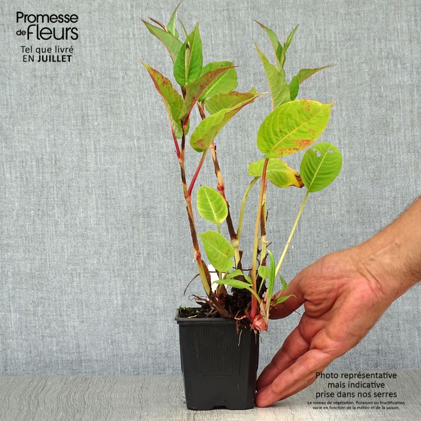 Persicaria amplexicaulis Taurus - Mountain Fleece 8/9 cm pot sample as delivered in summer