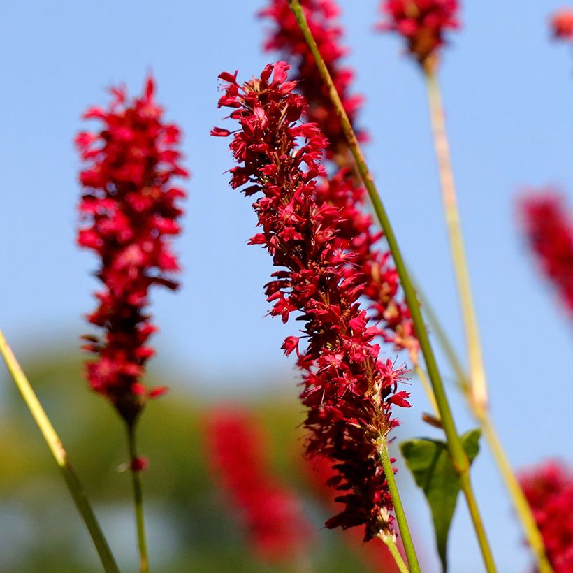 Persicaria amplexicaulis Vesuvius - Mountain Fleece (Flowering)