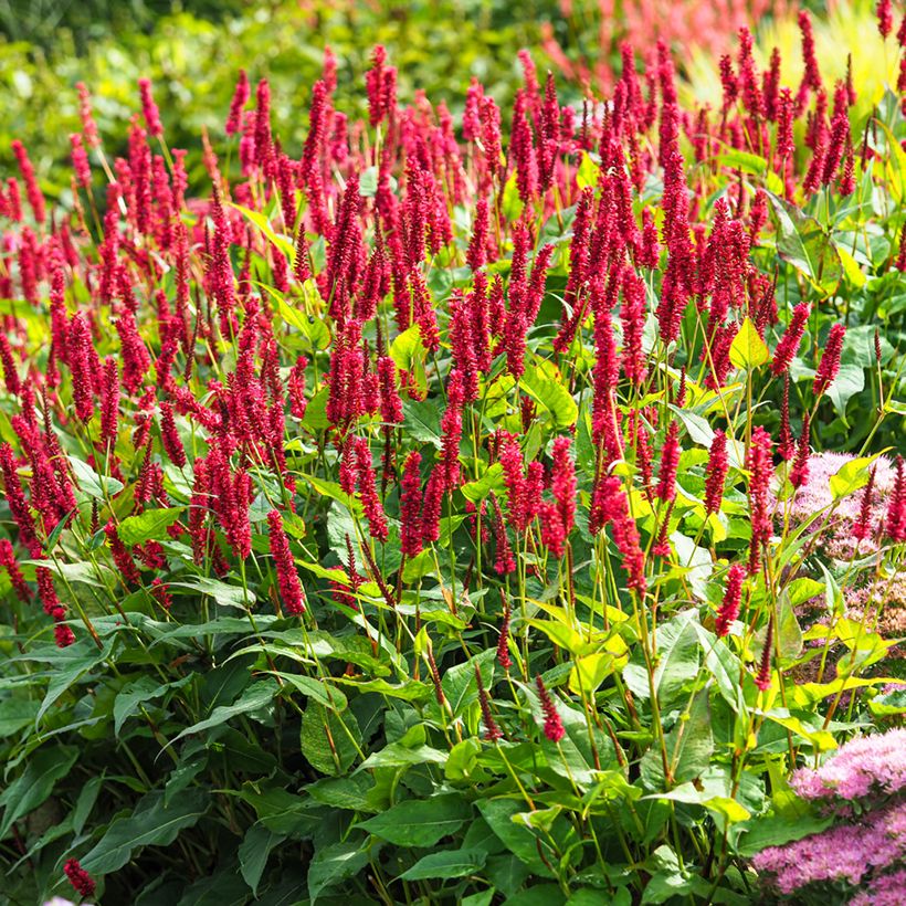 Persicaria amplexicaulis Vesuvius - Mountain Fleece (Plant habit)