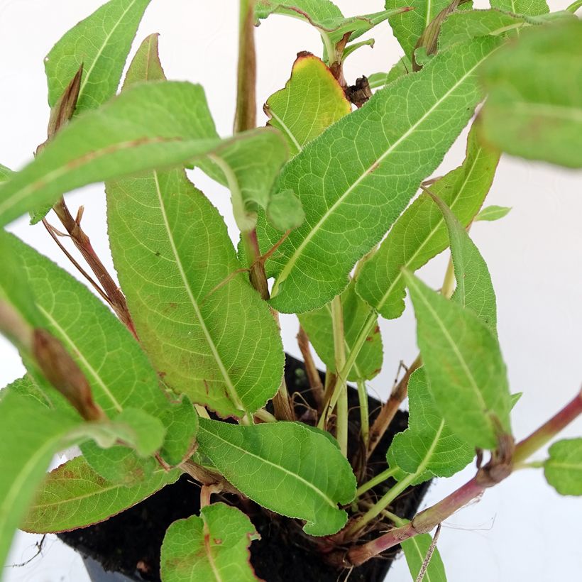 Persicaria amplexicaulis White Eastfield - Mountain Fleece (Foliage)