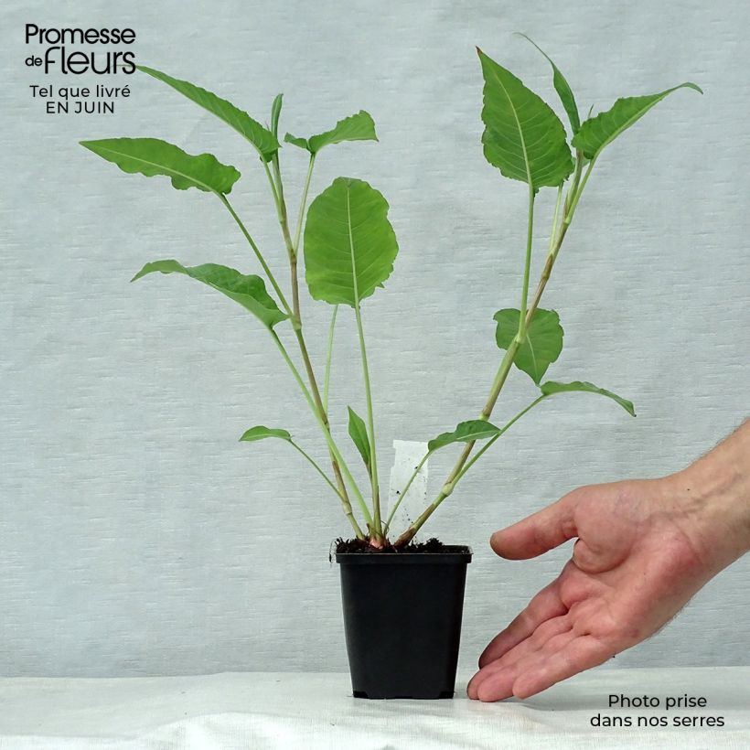 Persicaria amplexicaulis White Eastfield - Mountain Fleece 8/9 cm pot sample as delivered in summer