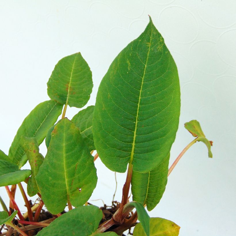 Persicaria amplexicaulis var. pendula - Mountain Fleece (Foliage)