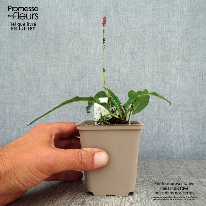 Persicaria bistorta Hohe Tatra - Bistort 8/9 cm pot sample as delivered in summer