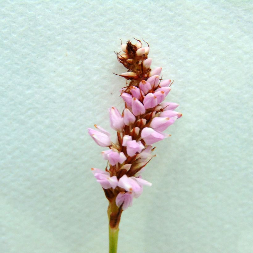 Persicaria bistorta Superba - Bistort (Flowering)