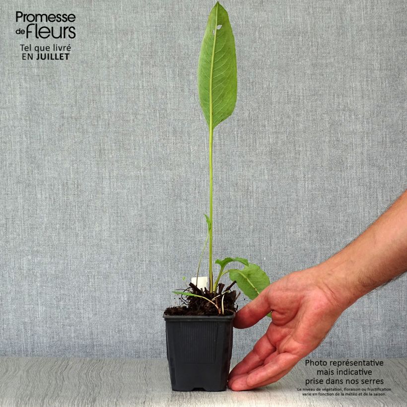 Persicaria bistorta Superba - Bistort 8/9 cm pot sample as delivered in summer