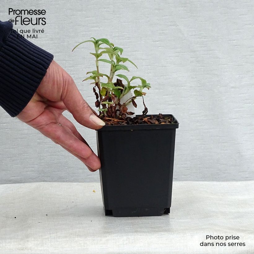 Persicaria campanulata sample as delivered in spring