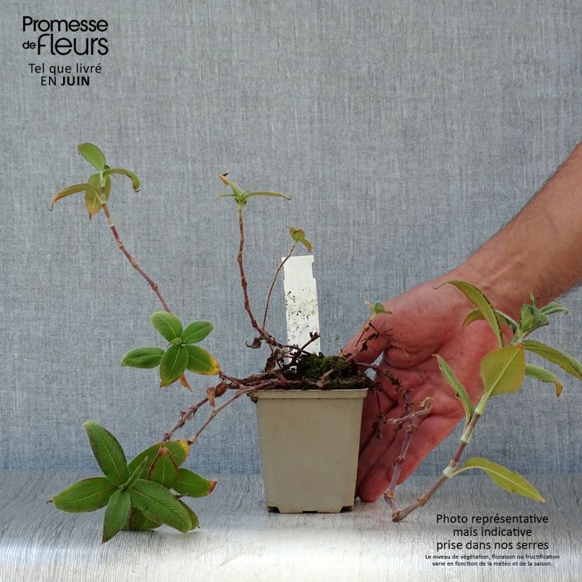 Persicaria campanulata 8/9 cm pot sample as delivered in summer
