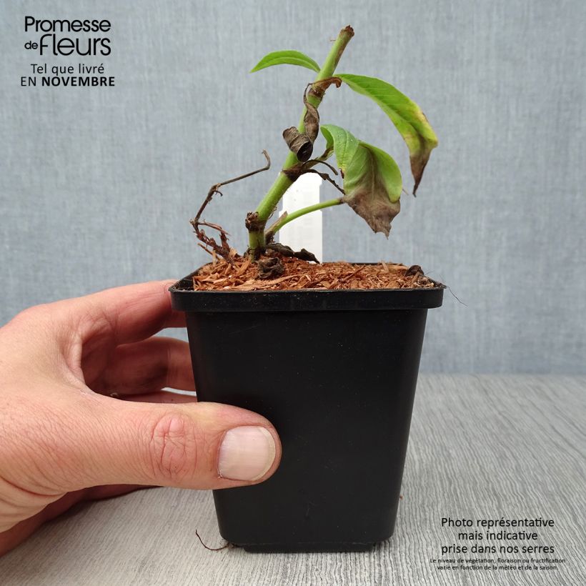 Persicaria polymorpha - Knotweed 8/9 cm pot sample as delivered in autumn