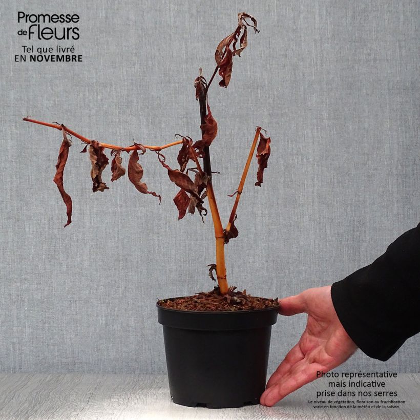 Persicaria polymorpha - Knotweed 2L/3L pot sample as delivered in autumn