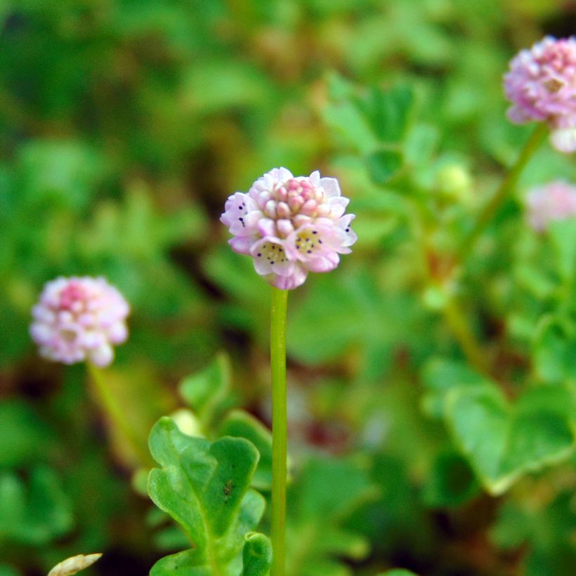 Persicaria runcinata Needhams Form - Knotweed (Flowering)