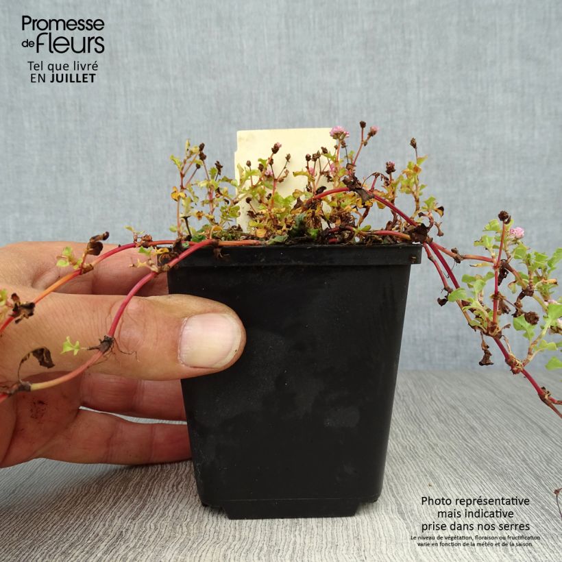 Persicaria runcinata Needhams Form - Knotweed 8/9 cm pot sample as delivered in summer