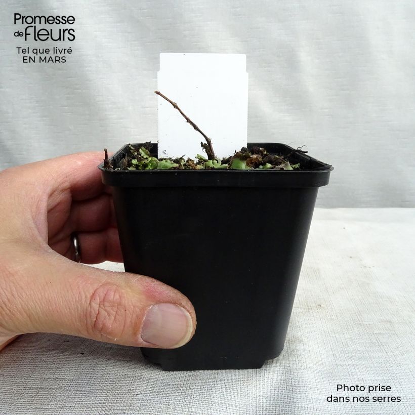 Persicaria runcinata Needhams Form - Knotweed sample as delivered in spring