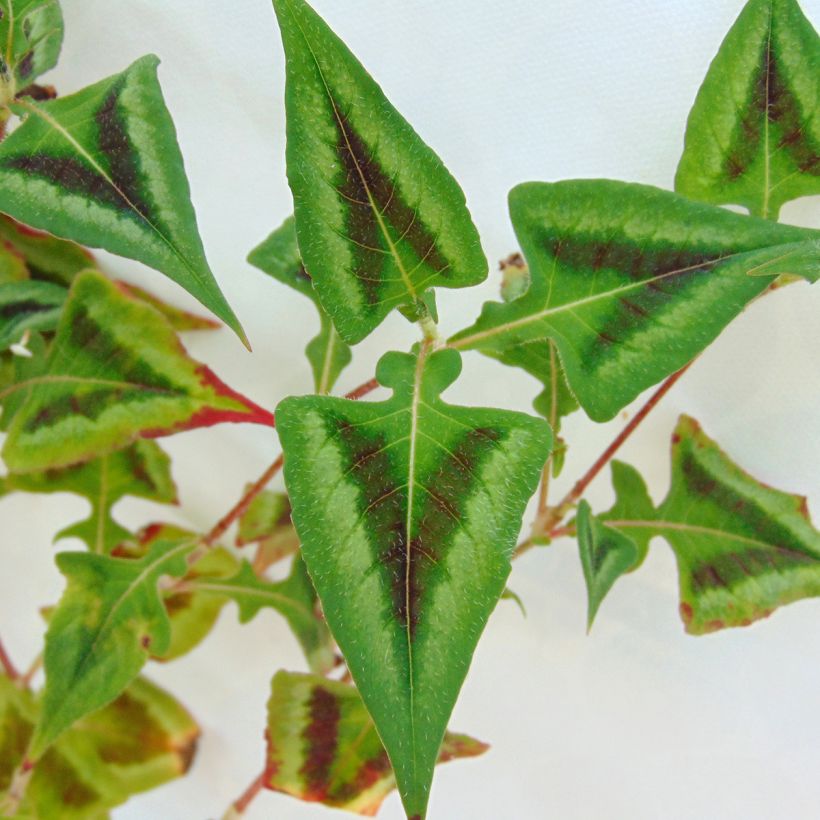 Persicaria runcinata Purple Fantasy - Knotweed (Foliage)