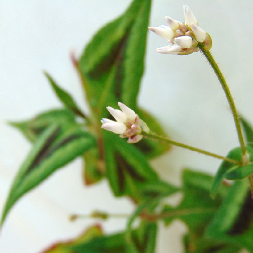 Persicaria runcinata Purple Fantasy - Knotweed (Flowering)