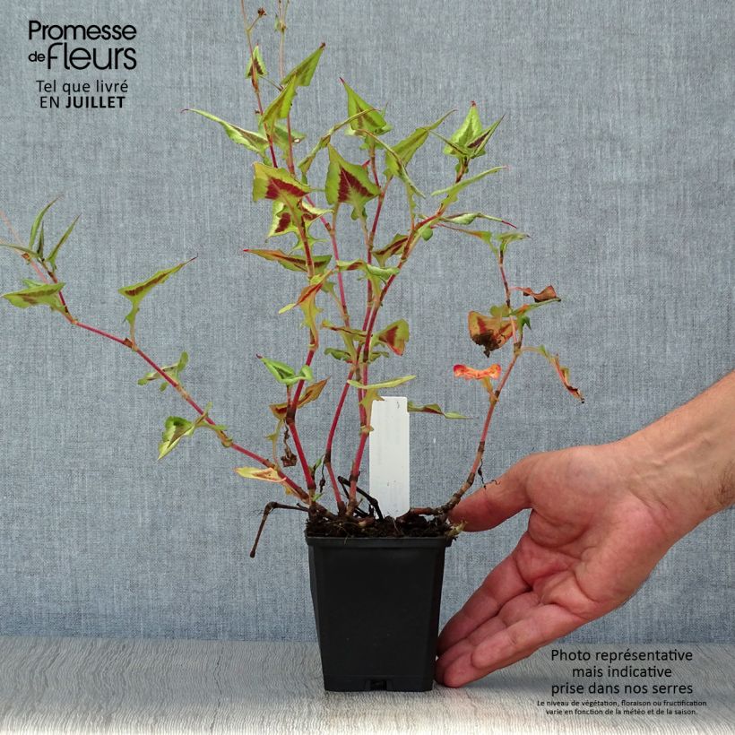 Persicaria runcinata Purple Fantasy - Knotweed 8/9 cm pot sample as delivered in summer