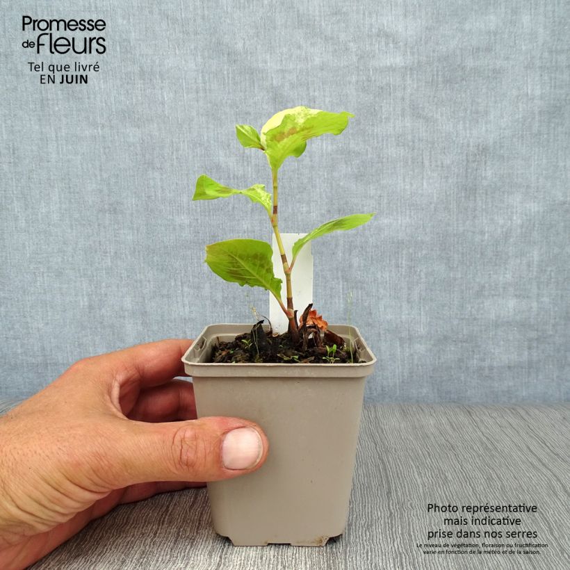 Persicaria virginiana Painters Palette - Virginia Knotweed 8/9 cm pot sample as delivered in summer