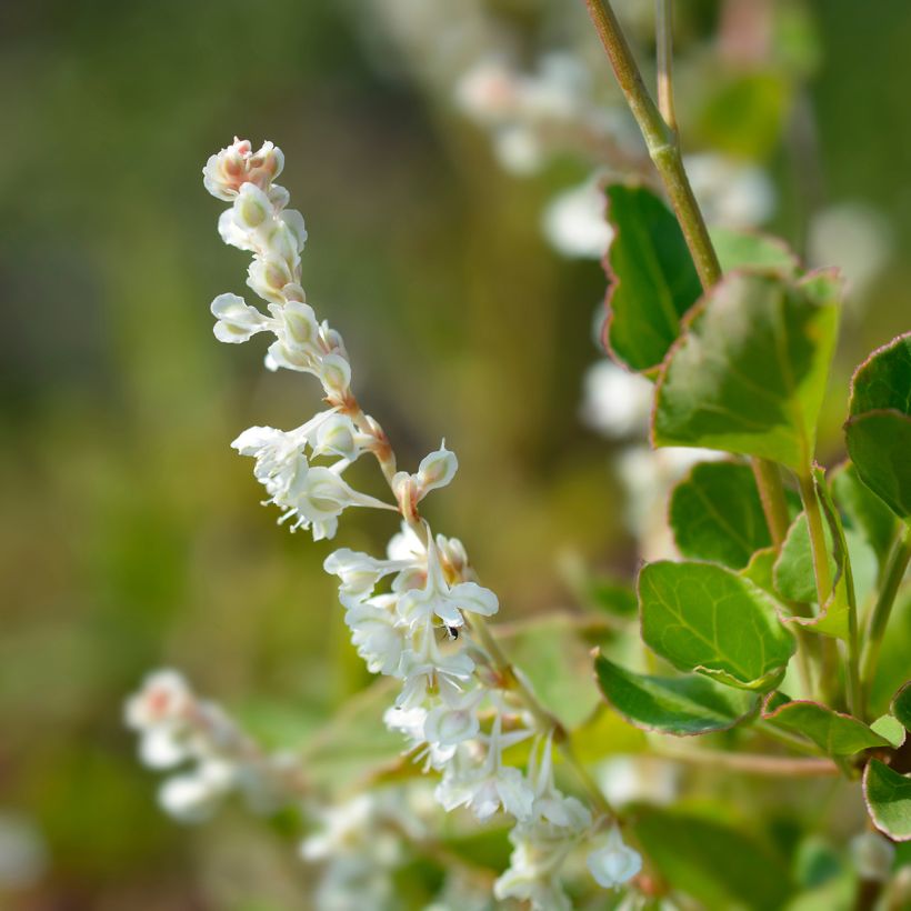 Fallopia aubertii (Flowering)