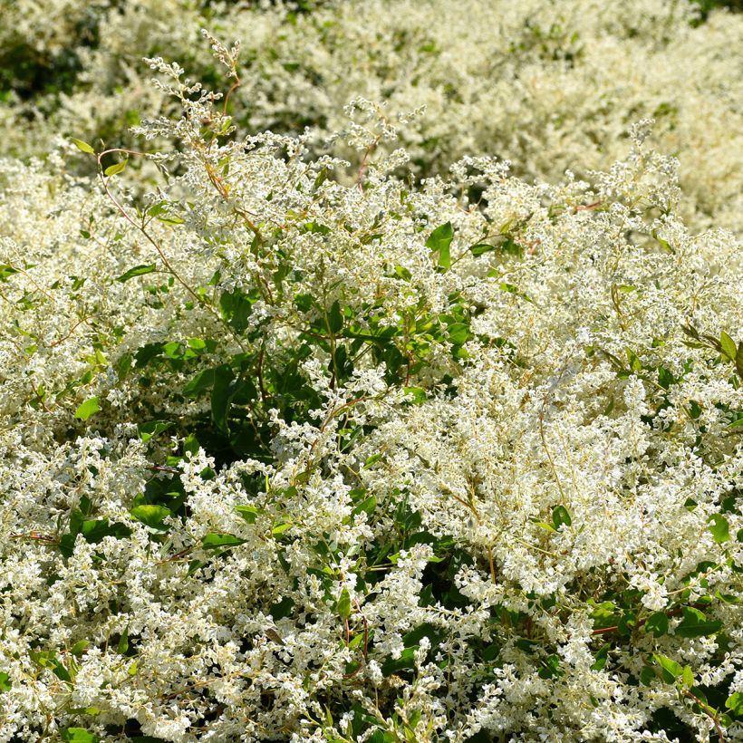 Fallopia aubertii (Plant habit)