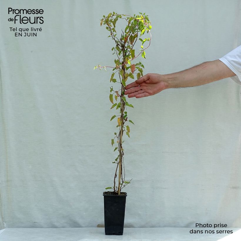 Fallopia aubertii 2L/3L pot sample as delivered in summer