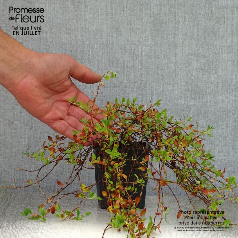Persicaria vacciniifolia - Knotweed 8/9 cm pot sample as delivered in summer