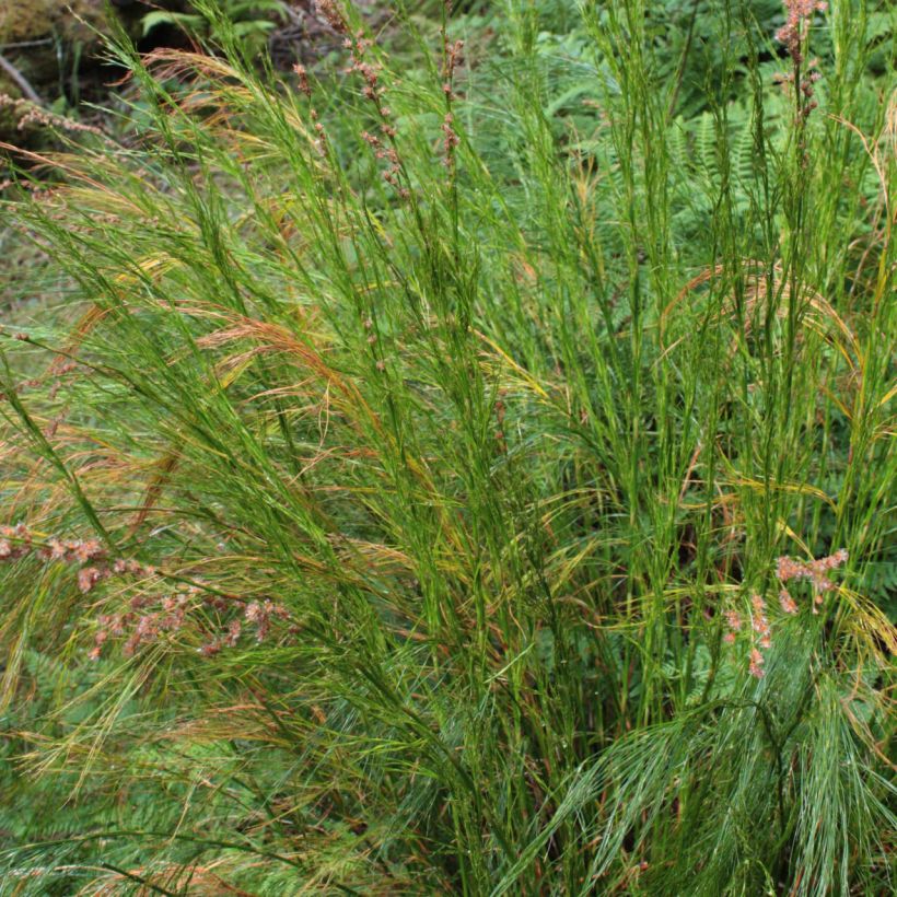 Restio tetraphyllus (Foliage)