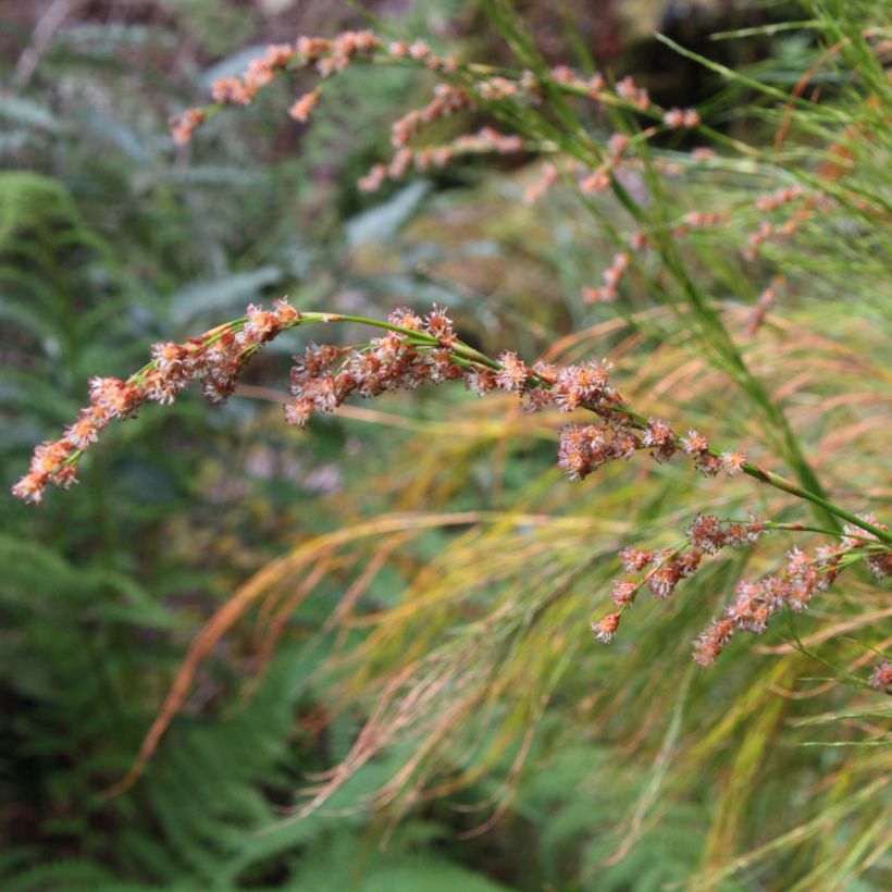 Restio tetraphyllus (Flowering)