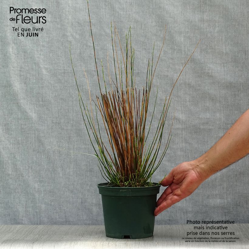 Restio tetraphyllus 2L/3L pot sample as delivered in summer