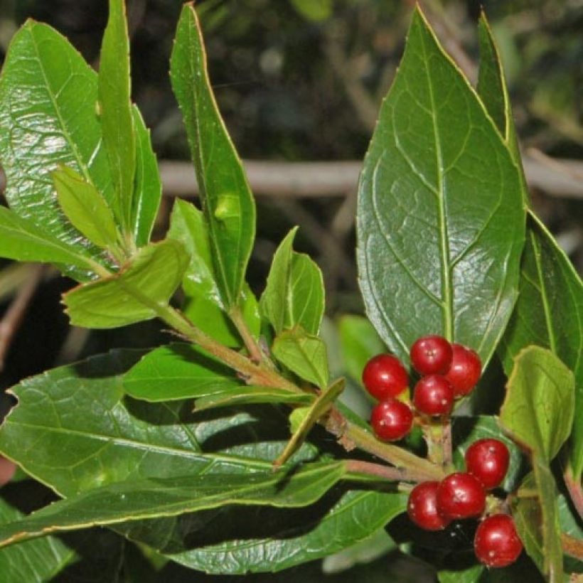 Rhamnus alaternus  (Foliage)