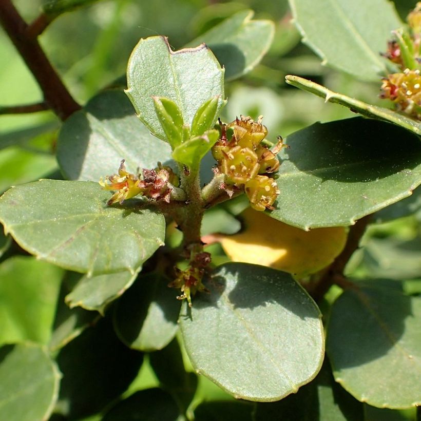Rhamnus alaternus  (Flowering)