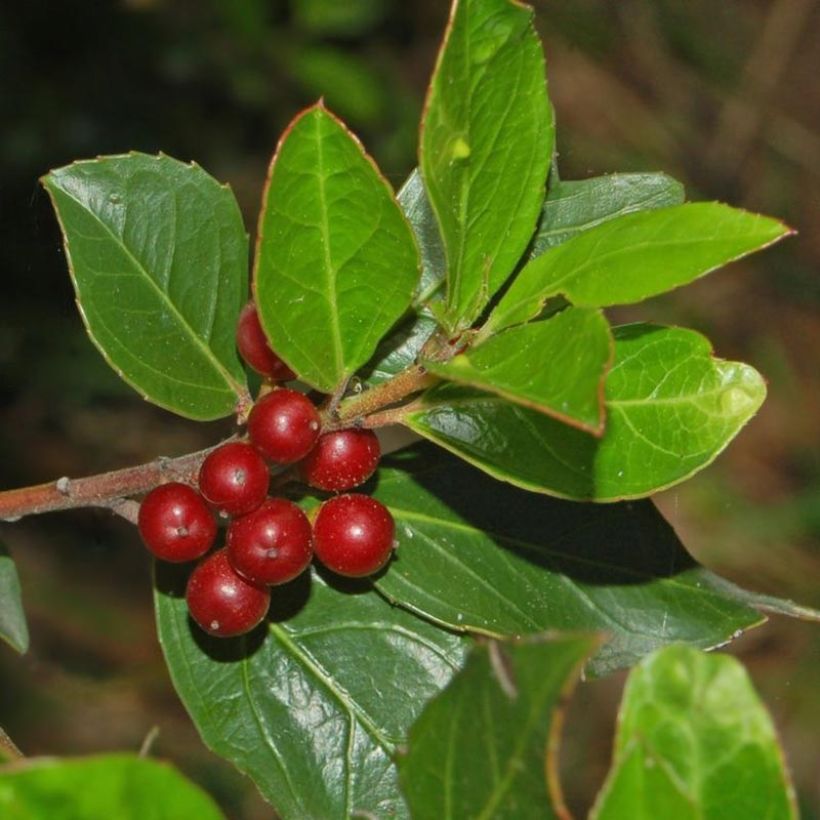 Rhamnus alaternus  (Harvest)