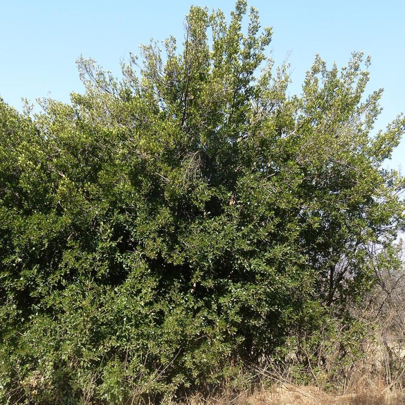 Rhamnus alaternus  (Plant habit)