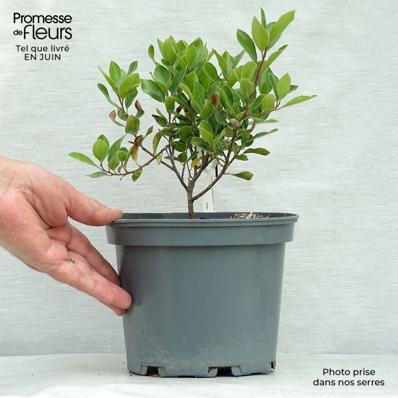 Rhamnus alaternus  2L/3L pot sample as delivered in summer