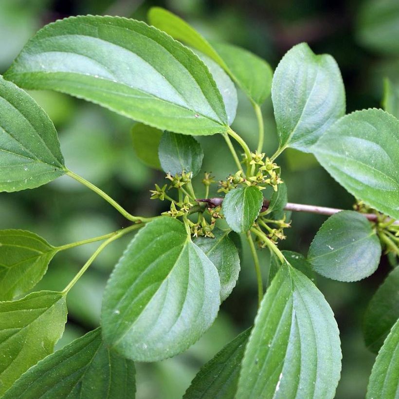 Rhamnus cathartica - European Buckthorn (Foliage)