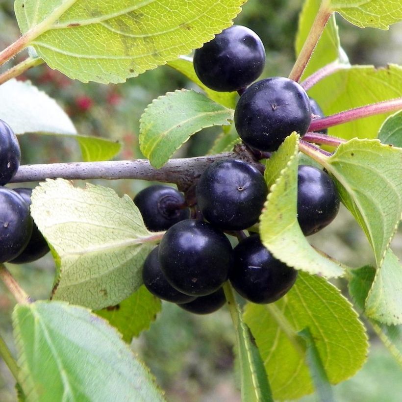 Rhamnus cathartica - European Buckthorn (Harvest)