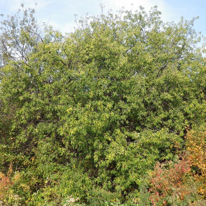 Rhamnus cathartica - European Buckthorn (Plant habit)